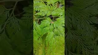 Davallia Fejeensis Rabbits Foot Fern shorts [upl. by Ardnyk839]