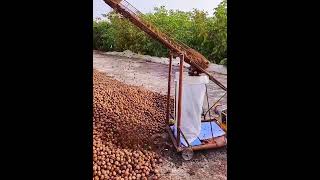 Walnuts bagging process Good tools and machinery make work easy [upl. by Kingsley]