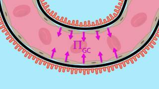 Glomerular Filtration Net Ultrafiltration Pressure [upl. by Annayak41]