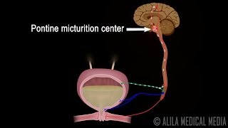 Micturition Reflex  Neural Control of Urination Animation Video [upl. by Aramaj]