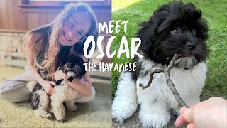 Meet Oscar the Havanese [upl. by Jaquith]