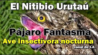 El Nictibio Urutaú o Pájaro Fantasma Ave insectívora nocturna [upl. by Agnimod]