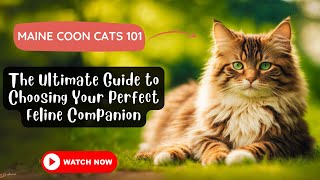 Maine Coon Cats 101 The Ultimate Guide to Choosing Your Perfect Feline Companion [upl. by Yngad]