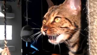 Bengal cat making hilarious chatter noises at the birds outside [upl. by Buffo953]