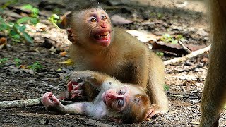 OMG What Happened Nice Clip Video Monkeys l Mix video l cute Monkey [upl. by Ittak328]