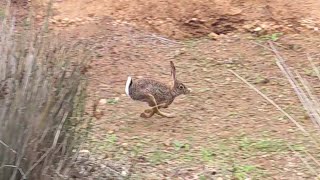 صيد اليوم خاص ب القنية و والأرنب أحسن فراجة مع الرمى 17122023 Chasse Lièvre et Lapin au Maroc [upl. by Benioff]