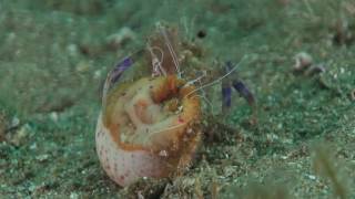 Anemone hermit crab getting into a shell with a cloak anemone [upl. by Zetrom]