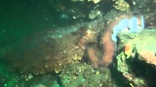 Giant Pacific Octopus in Puget Sound Washington [upl. by France]