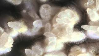 Time lapse video of Aspergillus oryzae koji growing on rice [upl. by Eiramnerual943]