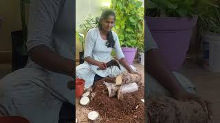 Colocasia Black magic indoor plant where i took this plant gardening bestindoorplantsindia [upl. by Egin698]