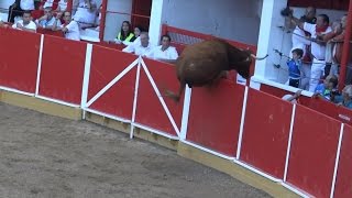 VAQUILLA SALTANDO LA BARRERA EN LA PLAZA DE TOROS DE FITERO 14092015 [upl. by Labina765]