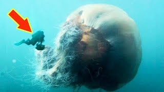 LIONS MANE JELLYFISH The Biggest Jellyfish In The World [upl. by Ardnod]