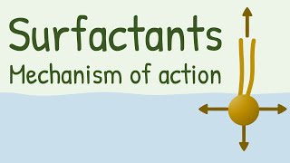 Surfactants Mechanism of Action [upl. by Llenrod588]