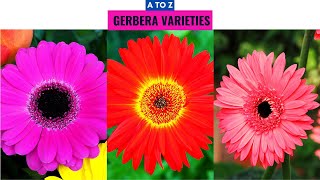 Gerbera Varieties A to Z [upl. by Tanhya]