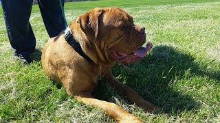 French Mastiff howling to Wolf Clip [upl. by Deraj]