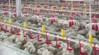 Tunnel ventilated poultry house Chinese Manufacturer Superherdsman [upl. by Esorlatsyrc]