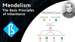 Mendelism The Basic Principles of Inheritance BI01 [upl. by Noteloc]