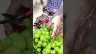 Danzhou Embraces Muscat Shine Grape Harvest Season [upl. by Welker15]