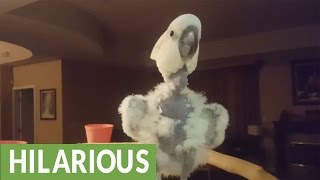 Cockatoo denied donut throws epic temper tantrum [upl. by Arias]