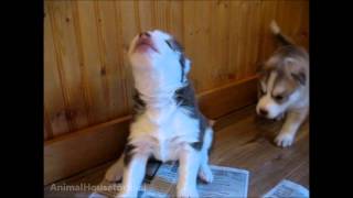 Husky Puppies Discover Howling [upl. by Aay993]