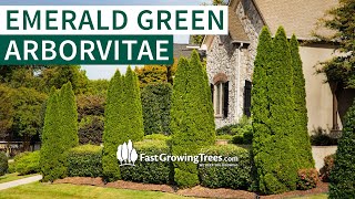 Emerald Green Arborvitae Privacy Trees  FastGrowingTreescom [upl. by Gianina150]