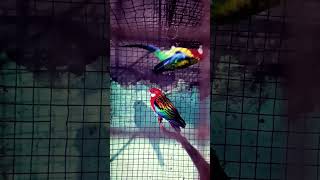 rosella parrot vlogs my YouTube channel subscrabe🙏 [upl. by Bena]