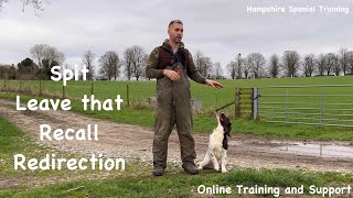 Working towards ultimate control spaniel training billy Vlog Ep7 [upl. by Lrae]