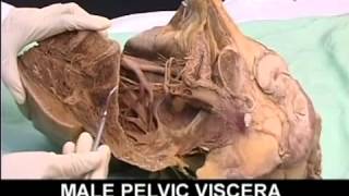 AnatomyPelvis and Perineum Videos1 [upl. by Ttcos]