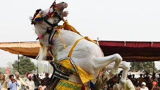 Horse dance on dhol in Punjab [upl. by Uohk]