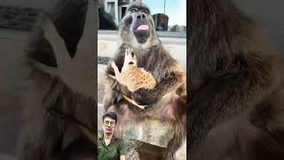 Please support 🙏🙏 🥺 baboon funny cuteanimals shorts [upl. by Guimond]