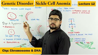 Sickle Cell Anemia  A Genetic Disorder  Lecture 12 [upl. by Concoff]