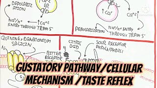 Gustatory PathwayCellular Mechanism Taste Reflex umerfarooqbiology7083 [upl. by Clein]