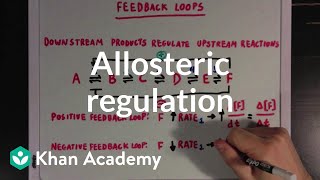 Allosteric regulation and feedback loops  Biomolecules  MCAT  Khan Academy [upl. by Presley948]