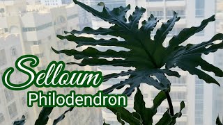 Thaumatophyllum Bipinnatifidum  Philodendron Selloum [upl. by Neirual]