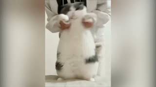 Cat Dancing Wop Original Meme Template [upl. by Marilou]