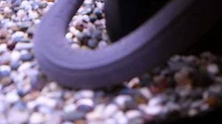 Caecilian Breeding [upl. by Kenweigh]