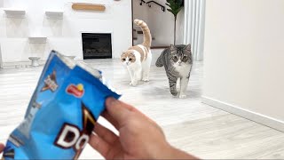 こっそりお菓子の袋を開けたら2階で寝てた猫たちが飛び起きてこうなっちゃいました… [upl. by Nomyar]