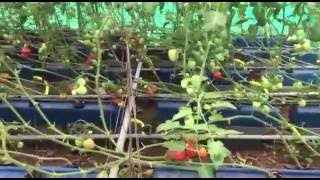 Hydroponics India NFT System Tomato Farming Soillessorg [upl. by Rowland]