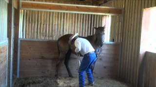 Working a yearling [upl. by Fagaly]