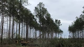 2016 Tigercat 720G Felling Saw Pine Logs in SC [upl. by Marjy]