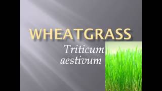 Pronunciation Picture and Scientific name of vegetable WHEATGRASS [upl. by Holbrook]