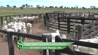 FAZENDA À VENDA NO PONTAL DE RIO VERDE  MS COM 1200 HECTARES DESTAQUE [upl. by Alaekim]