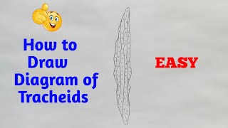 Xylem tracheids diagram  how to draw diagram of xylem tracheids [upl. by Travus]