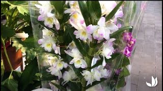 Comment cultiver lorchidée dendrobium   Truffaut [upl. by Aikaj]