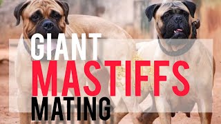 Mating Giant Mastiffs making babies 🔥🔥🔥 viral breeding StreetDogPluto YouTube dog [upl. by Aitenev]