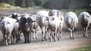 sheep Family [upl. by Wichman345]