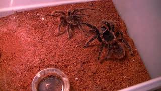 Lasiodora parahybana Breeding Attempt 1 [upl. by Ahael]