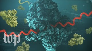 How mRNA helped scientists create a covid19 vaccine in record time [upl. by Sula839]