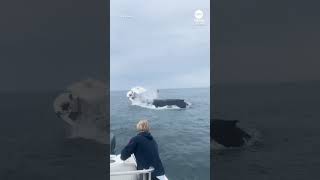 Whale slams into boat off New Hampshire coast [upl. by Eiramyma138]