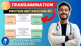 amino acid metabolism  transamination biochemistry metabolism  protein metabolism biochemistry [upl. by Bigler]